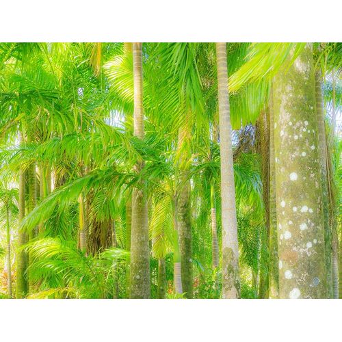 Hawaii-Maui-Road to Hana and the lush tropical Palm Trees